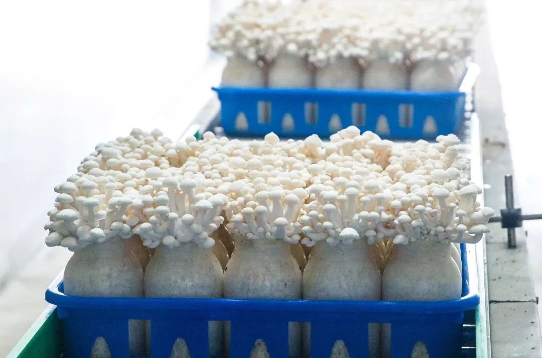 科技賦能，品質(zhì)升級 慈溪白玉菇榮膺“浙產(chǎn)精品鮮菇”背后的生物技術(shù)力量